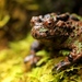Large-webbed Bell Toad - Photo (c) Benjamin Tapley, all rights reserved, uploaded by Benjamin Tapley