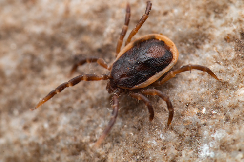 Ixodes nuotrauka