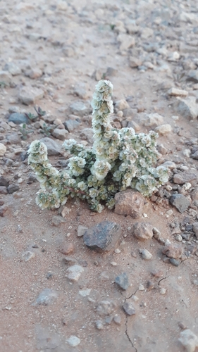 Halogeton sativus