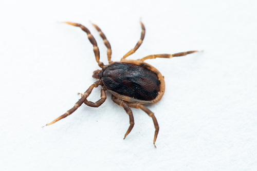 Passerine Tick