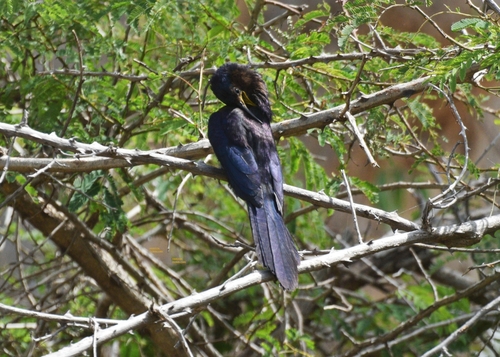 Black Scimitarbill