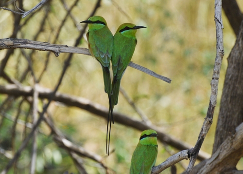 African Green Bee-eater