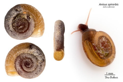 Anisus spirorbis