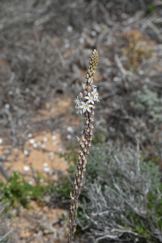 sea squill