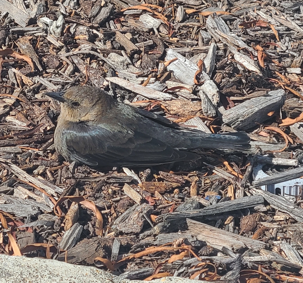 Brewer's Blackbird from San Diego, CA 92122, USA on November 02, 2022 ...