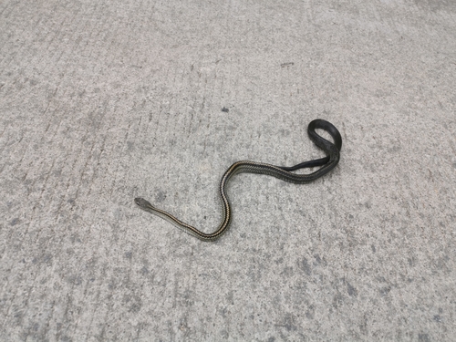 Big-Eyed Ratsnake