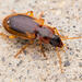 Tule Beetle - Photo (c) Winsten Slowswakey, all rights reserved, uploaded by Winsten Slowswakey