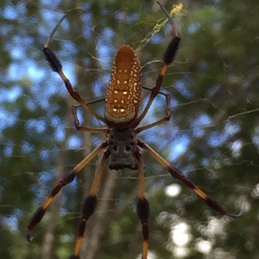 Golden Silk Spider from 32221, Jacksonville, FL, US on September 1 ...