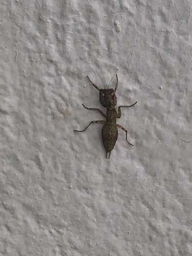 Tarachodes afzelii