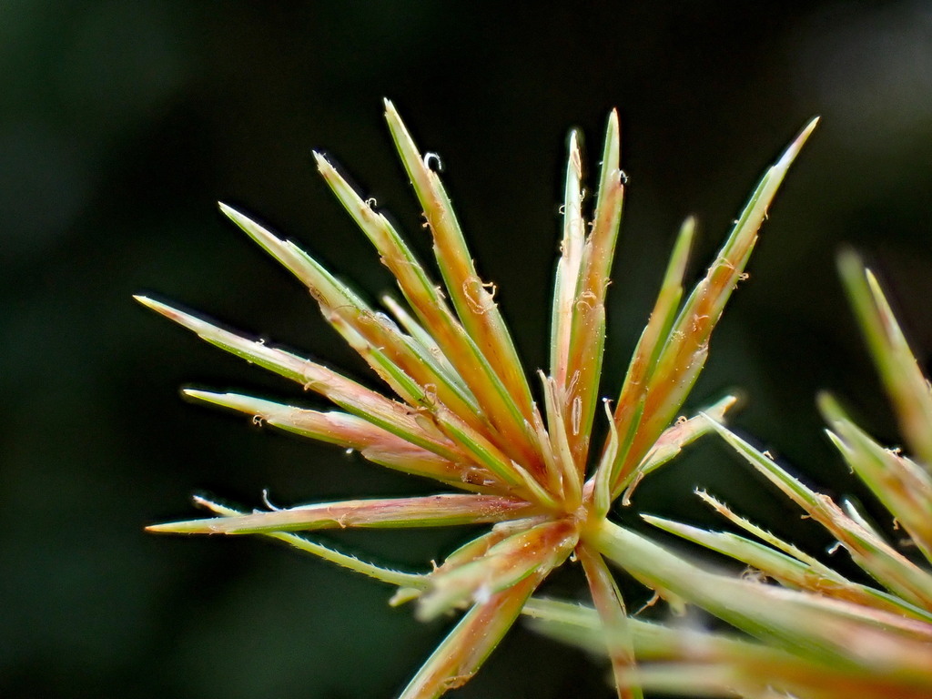 Umbrella sedge