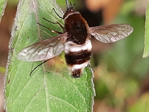 Euprepina bicincta