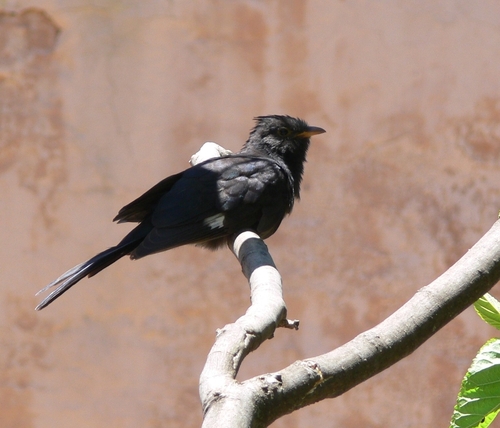Pied Cuckoo