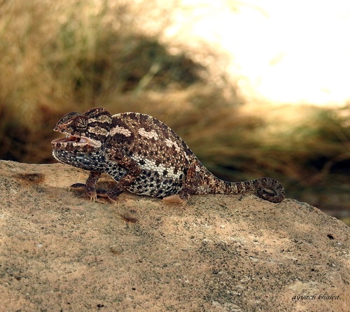Chamaeleo chamaeleon chamaeleon