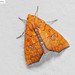 Yellow-banded Semi-looper Moth - Photo (c) Natthaphat Chotjuckdikul, all rights reserved, uploaded by Natthaphat Chotjuckdikul