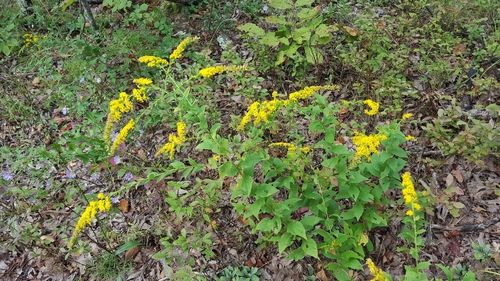 Solidago ulmifolia var. palmeri