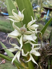 Prosthechea fragrans image