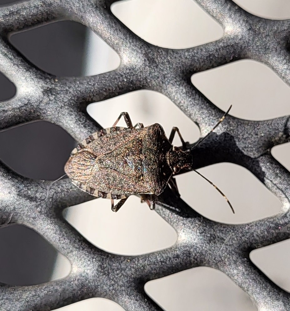 brown-marmorated-stink-bug-from-balzers-roxy-9496-balzers