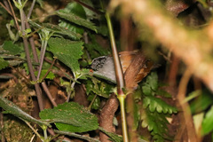 Henicorhina leucophrys image