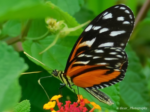 Ismenius tiger