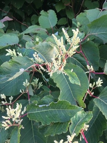 Giant Knotweed