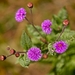 Vernonia greggii - Photo (c) Arnulfo Moreno-Valdez, all rights reserved, uploaded by Arnulfo Moreno-Valdez