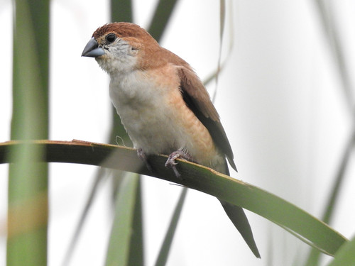 Indian Silverbill