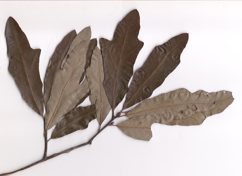 Quercus X giffordii
