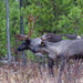 Woodland Caribou - Photo (c) Nikki Beaudoin, all rights reserved, uploaded by Nikki Beaudoin