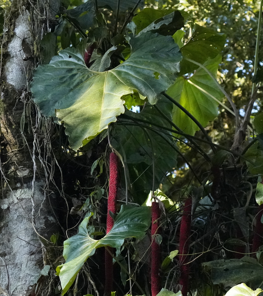 anthuriums from Sta Marianita, Nanegal, Quito, Quito, Ecuador on ...