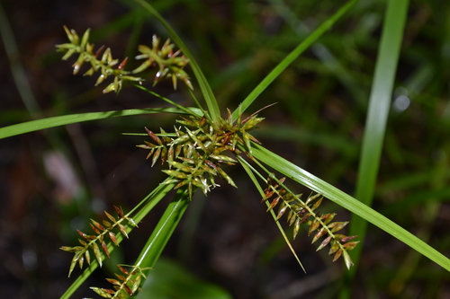 Cyperus tetragonus Elliott