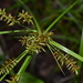 Fourangle Flatsedge - Photo (c) Samantha, all rights reserved, uploaded by Samantha