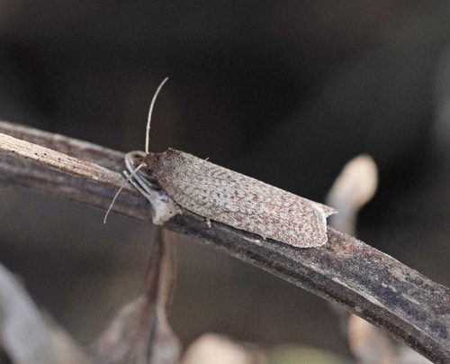 Acleris fimbriana · iNaturalist