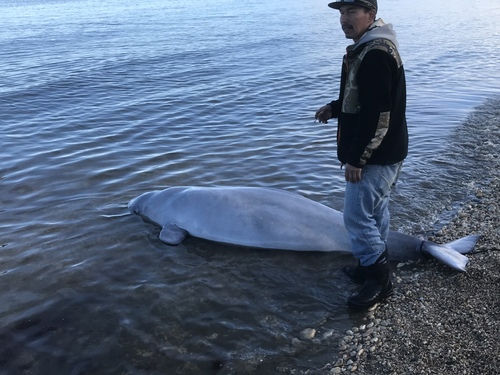 Beluga