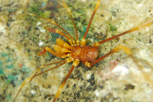 Stygnopsis robusta