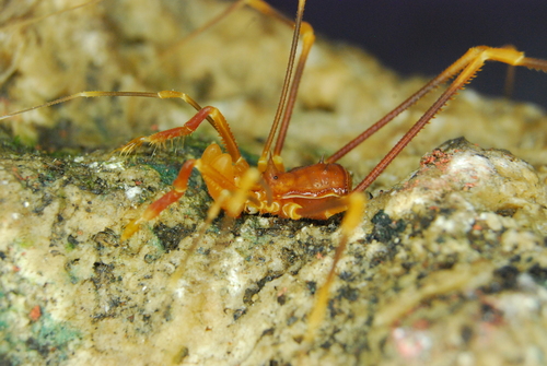 Stygnopsis robusta