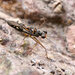 Valleriola javanica - Photo (c) Fan Gao, todos los derechos reservados, subido por Fan Gao