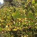 Acacia alpina - Photo 由 Thommo Frazer 所上傳的 (c) Thommo Frazer，保留所有權利
