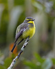 Yellow-browed Tyrant - Photo (c) Paulo Mascaretti, all rights reserved, uploaded by Paulo Mascaretti
