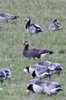 Greater White-fronted × Barnacle Goose - Photo (c) Stefan Westberg, all rights reserved, uploaded by Stefan Westberg