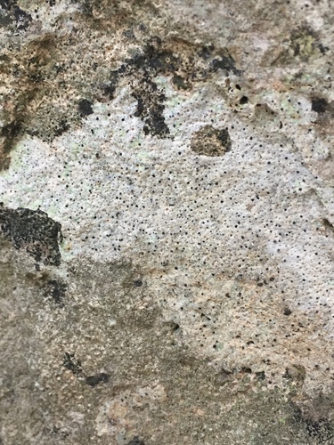 Bagliettoa calciseda