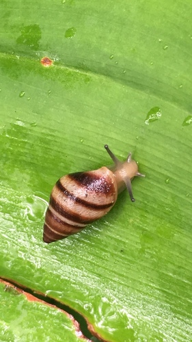 West Indian Bulimulus