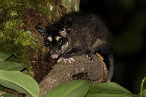 McIlhenny's Four-eyed Opossum (Philander mcilhennyi) — Least Concern Mammalia