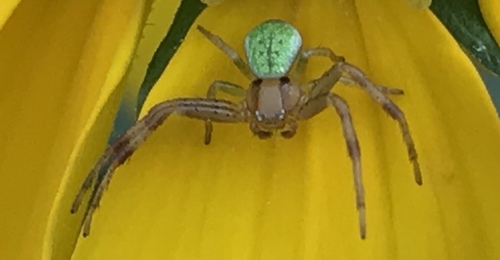 Triangle Crab Spider