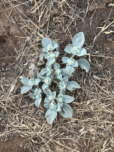 iNaturalist observation photo of turkey mullein