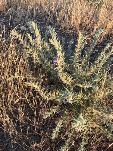 iNaturalist observation photo of Vinegar Weed
