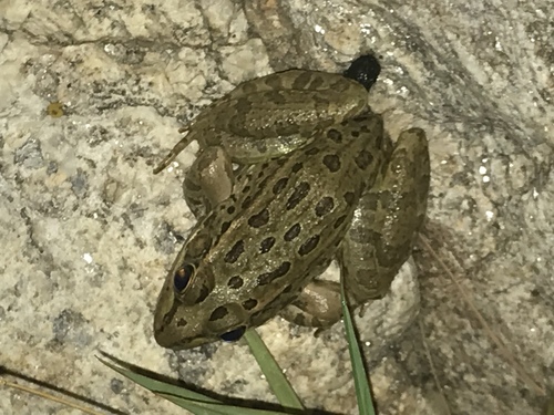 Lowland Leopard Frog