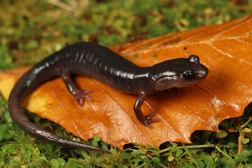 Southern Appalachian Salamander