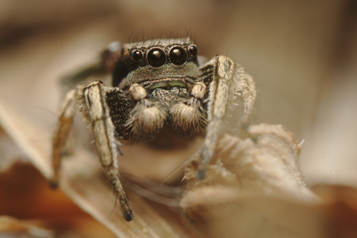 Habronattus mexicanus