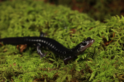 Southern Appalachian Salamander