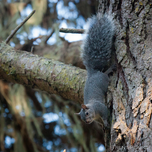 Western Gray Squirrel